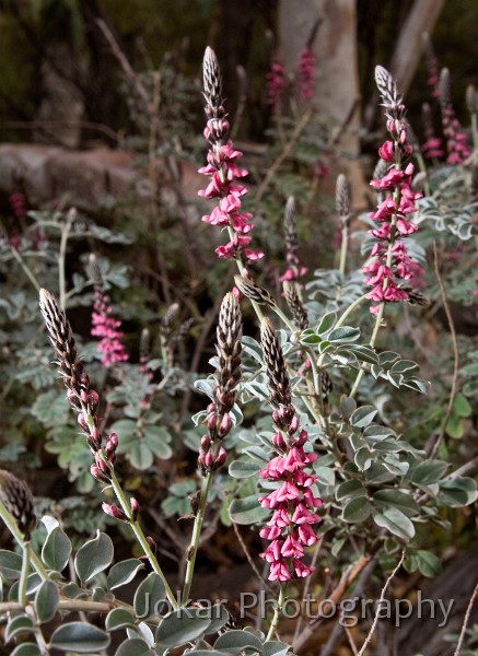 Larapinta_20080612_540 copy.jpg - Georges Indigo (Indigofera georgei), Standley Chasm